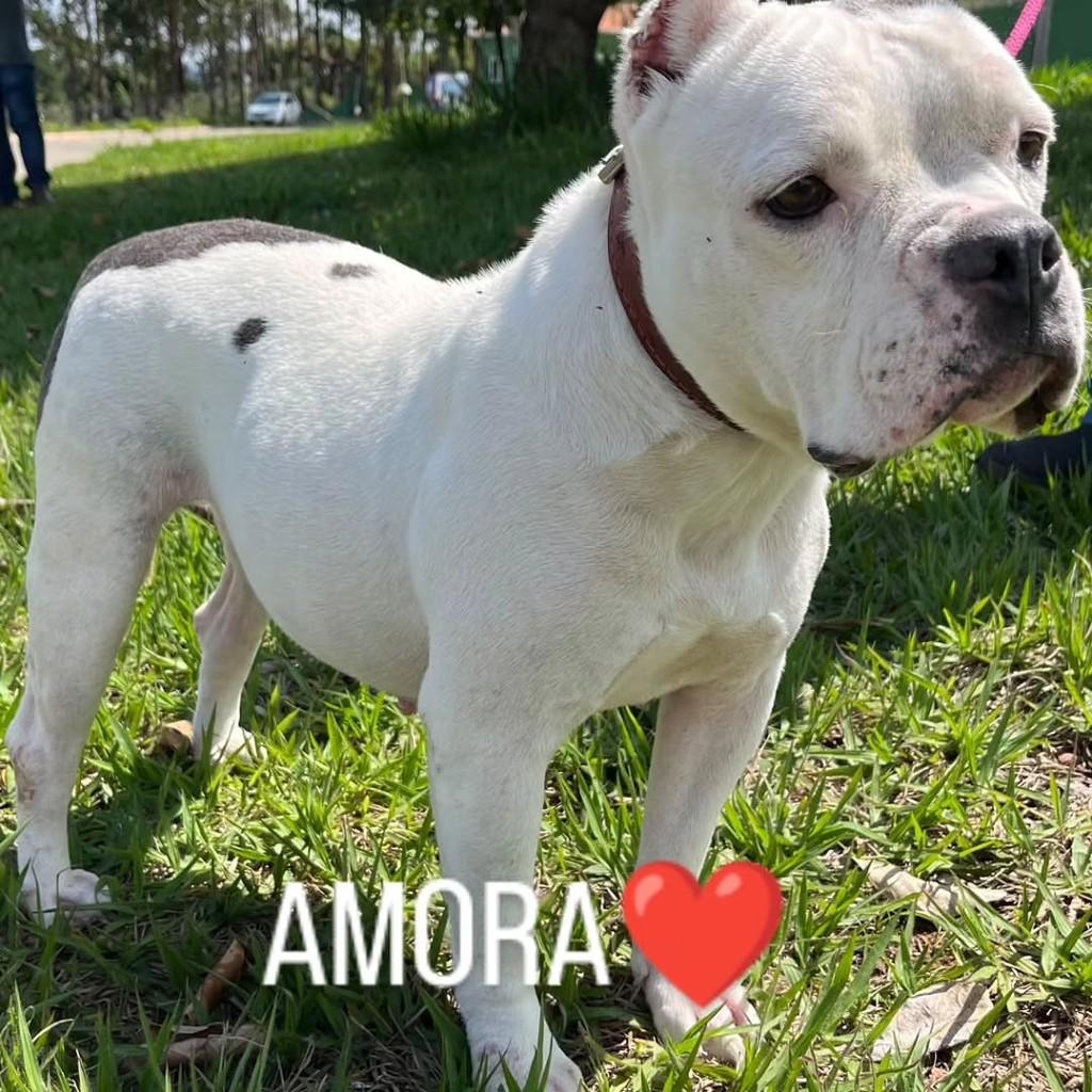 Amora, cachorro de porte médio para adoção em Jacuí - MG