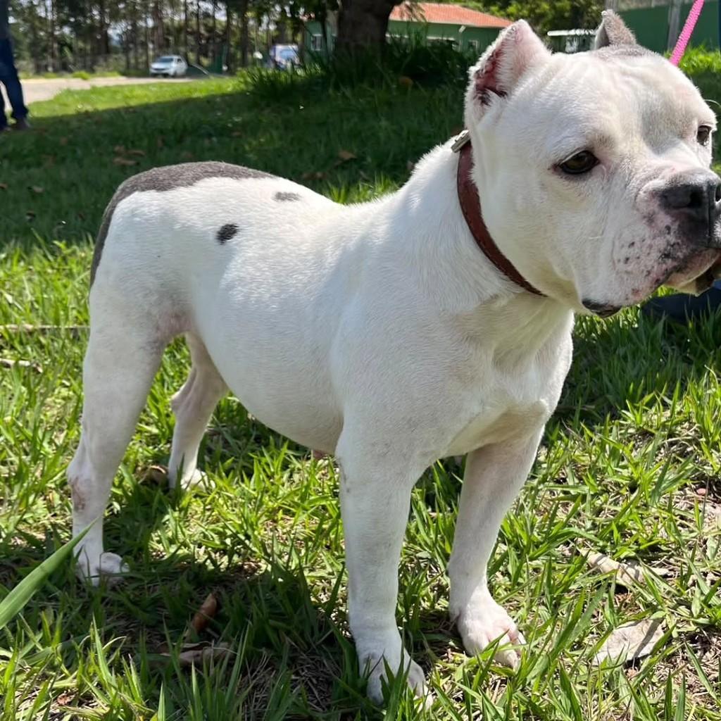 Amora, cachorro de porte médio para adoção em Jacuí - MG — foto 2 de 2
