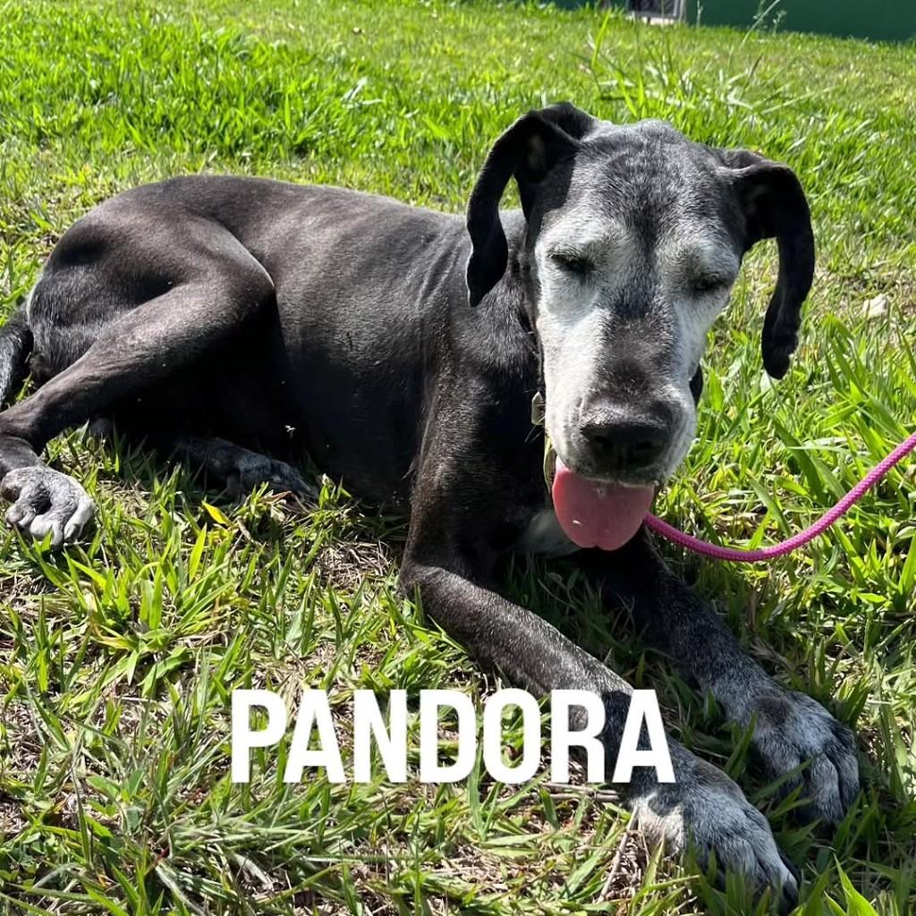 Pandora, cadela de porte grande para adoção em Jacuí - MG