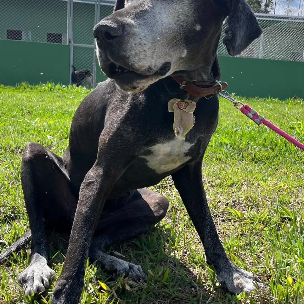 Pandora, cadela de porte grande para adoção em Jacuí - MG — foto 3 de 3