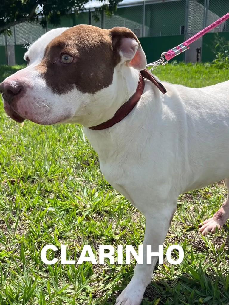 Clarinho, cachorro de porte grande para adoção em Jacuí - MG