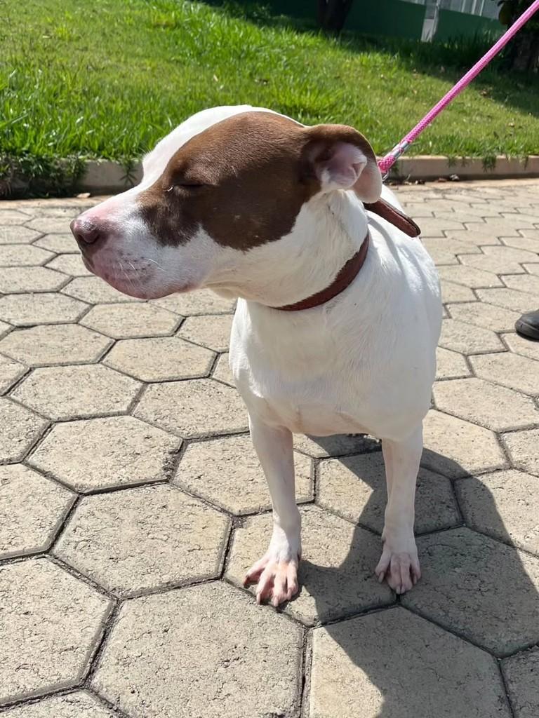 Clarinho, cachorro de porte grande para adoção em Jacuí - MG — foto 2 de 5