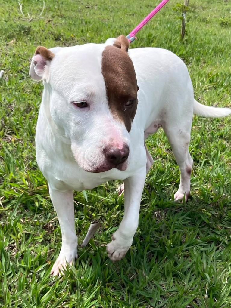 Clarinho, cachorro de porte grande para adoção em Jacuí - MG — foto 3 de 5