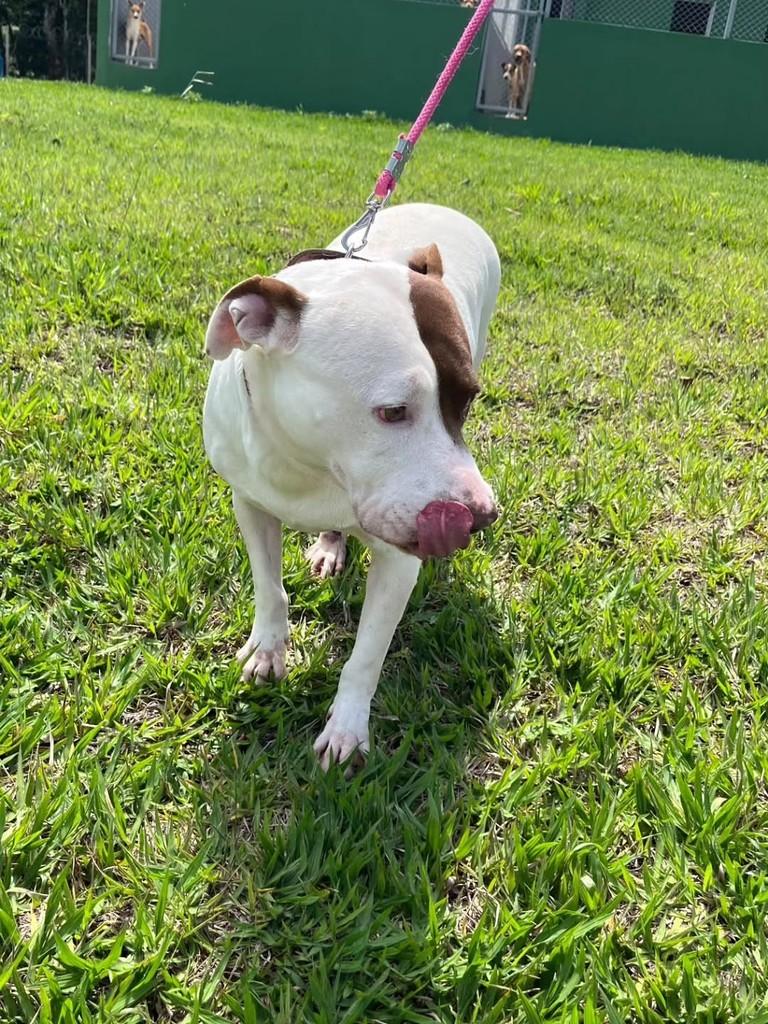 Clarinho, cachorro de porte grande para adoção em Jacuí - MG — foto 4 de 5