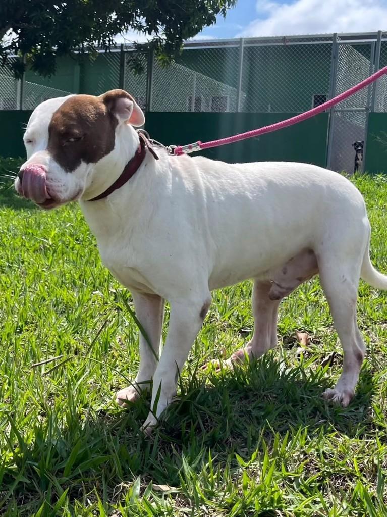 Clarinho, cachorro de porte grande para adoção em Jacuí - MG — foto 5 de 5