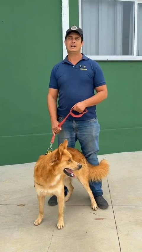 Matheus, cachorro de porte médio para adoção em Jacuí - MG