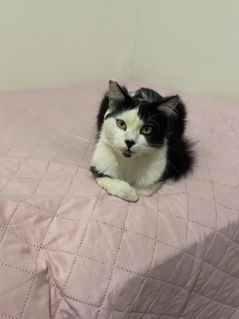 Pipi, gato de porte médio para adoção em Patos - PB