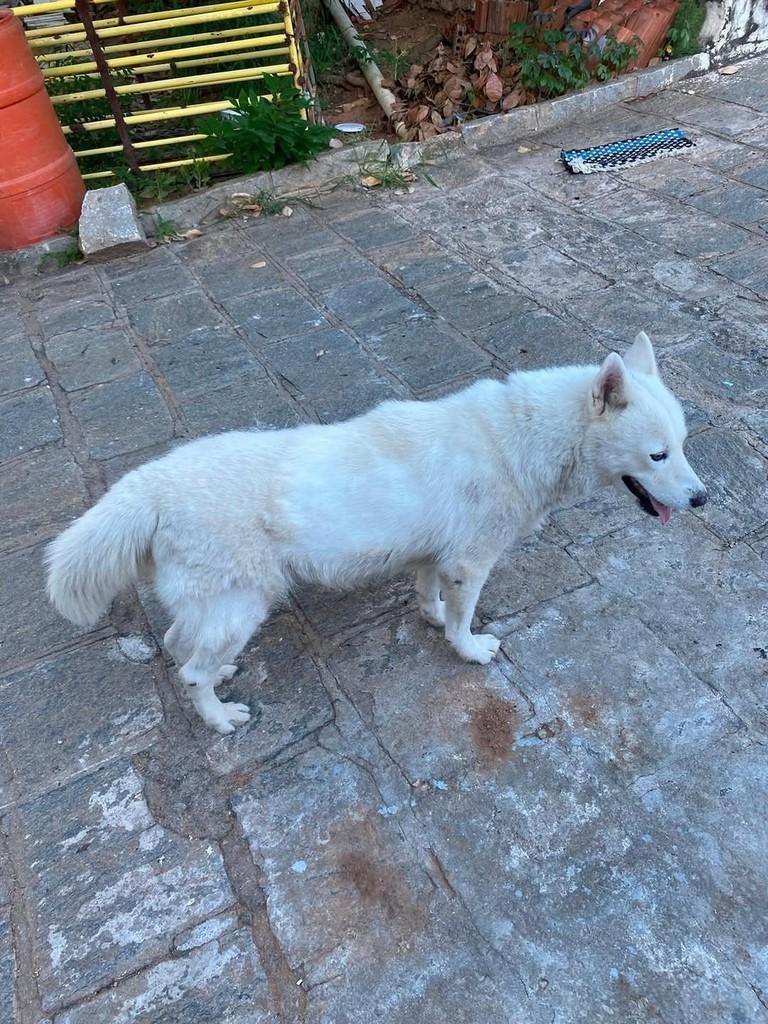 Princesa, cachorro de porte médio para adoção em Patos - PB
