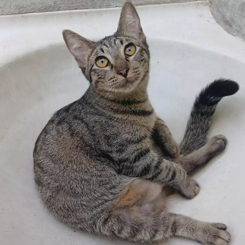 Sol, gata de porte pequeno para adoção em Patos - PB