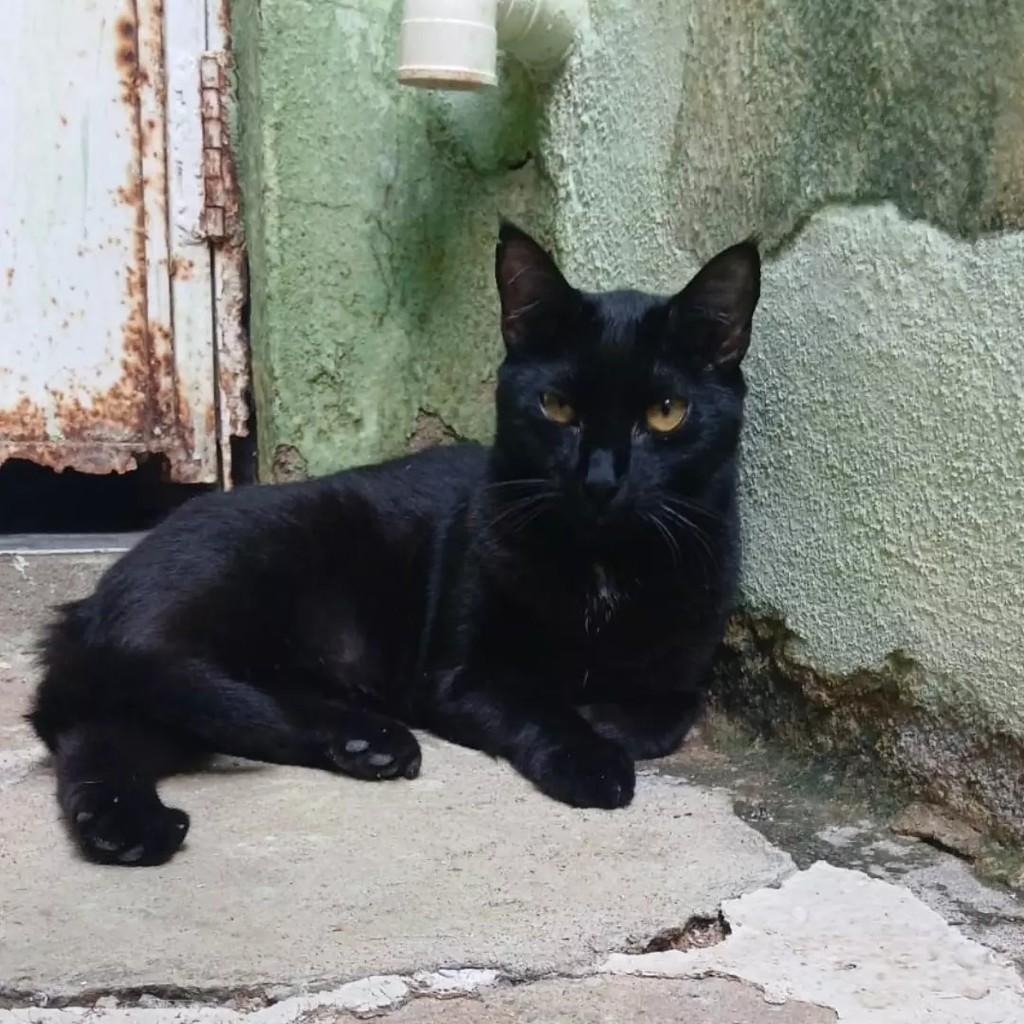 Brisa, gata de porte pequeno para adoção em Patos - PB