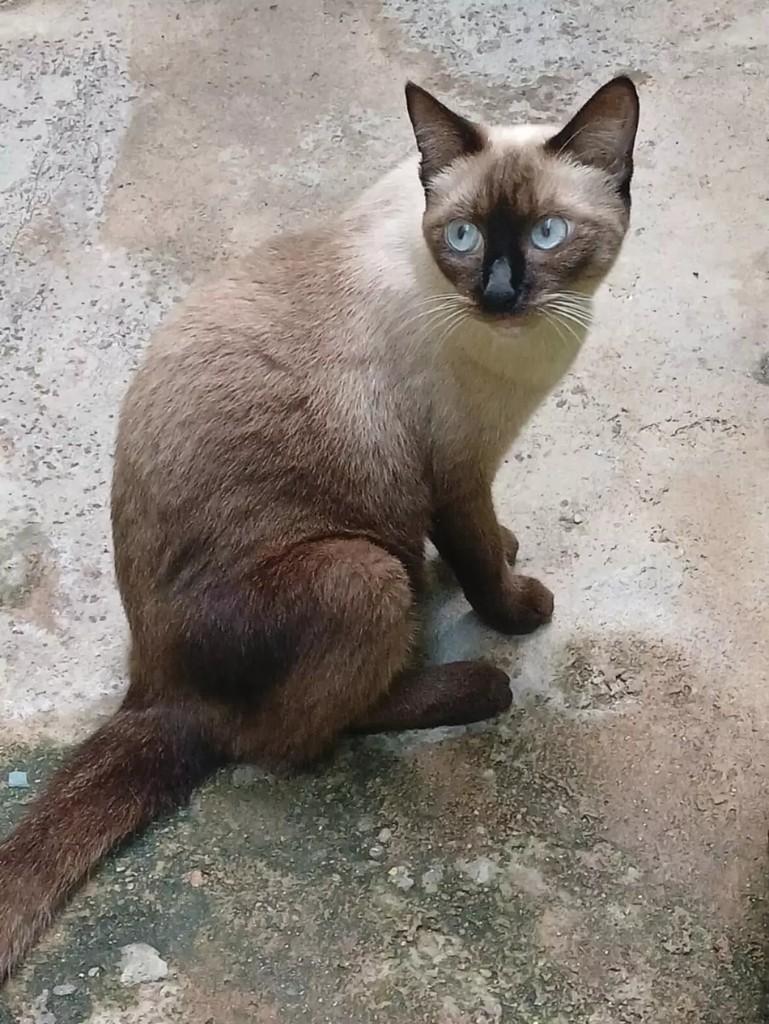 Cia, gata de porte pequeno para adoção em Patos - PB
