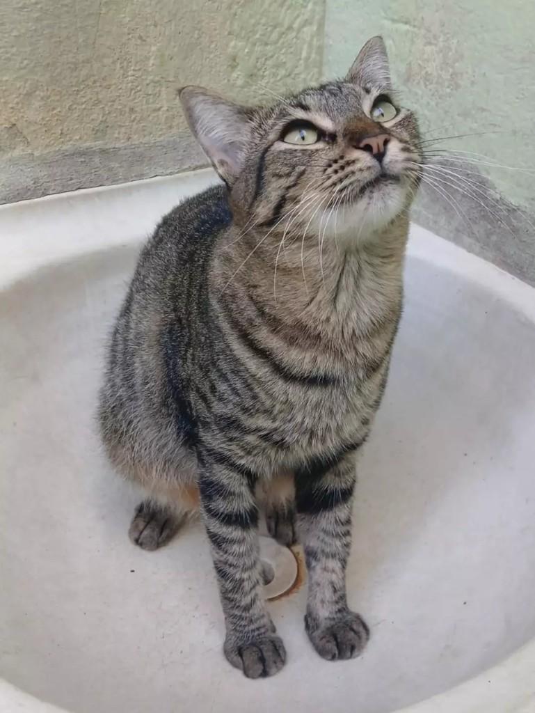Regina, gato de porte pequeno para adoção em Patos - PB