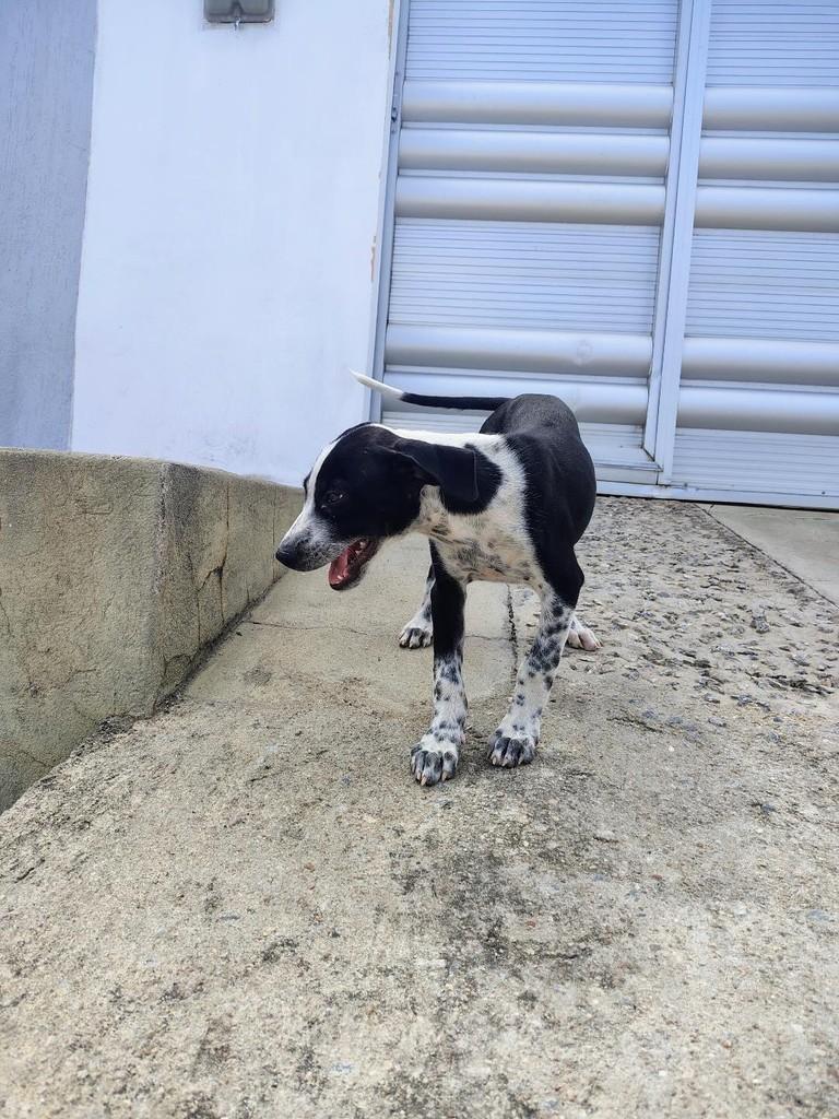 Princesinha, cachorro de porte pequeno para adoção em Patos - PB