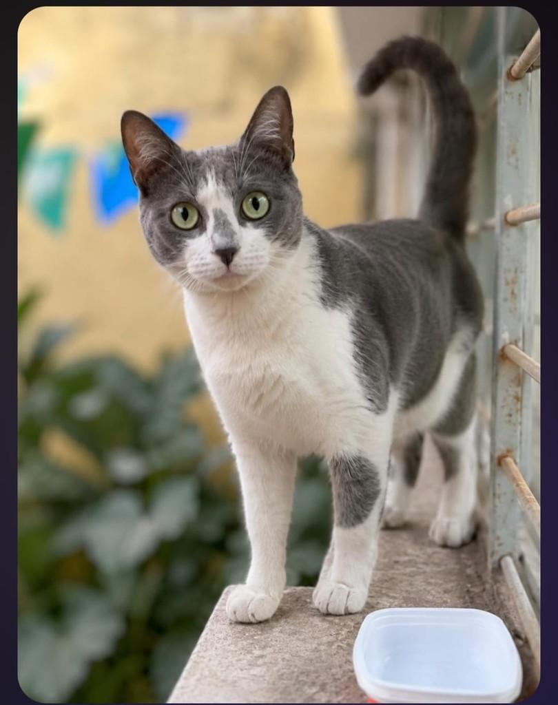Cinzinha, gata de porte médio para adoção em Patos - PB