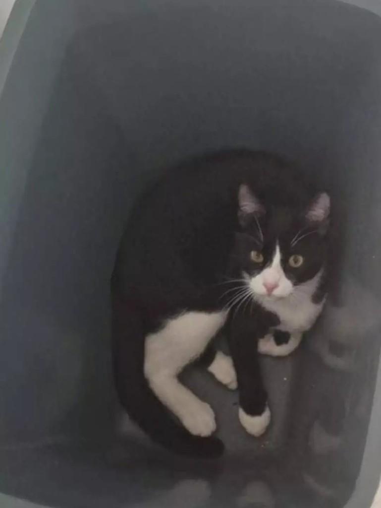 Skitty, gato de porte médio para adoção em Patos - PB