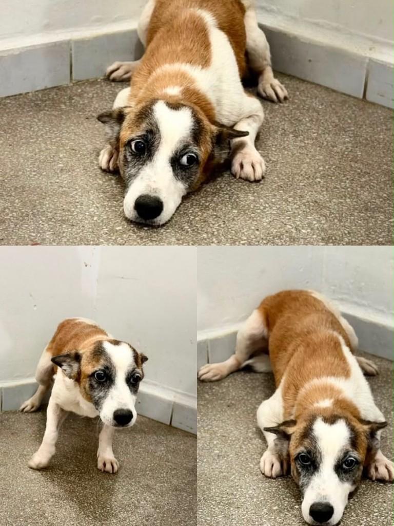 Chiquinho, cachorro de porte pequeno para adoção em São José de Espinharas - PB