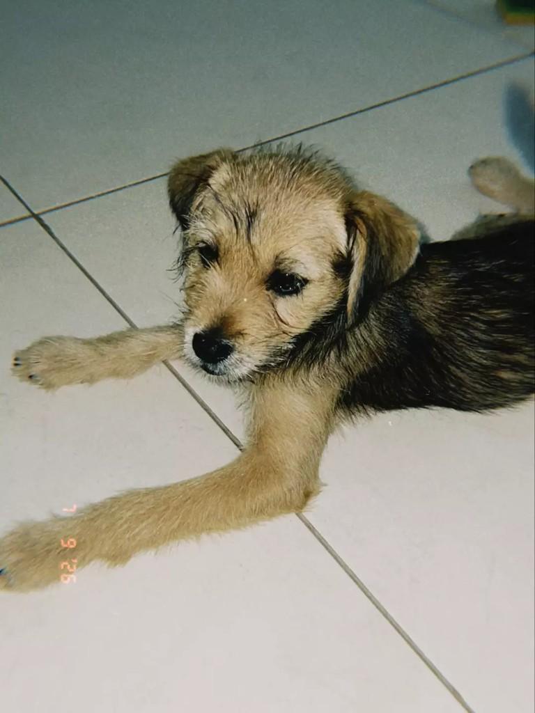 Pequenininha, cachorro de porte pequeno para adoção em Patos - PB
