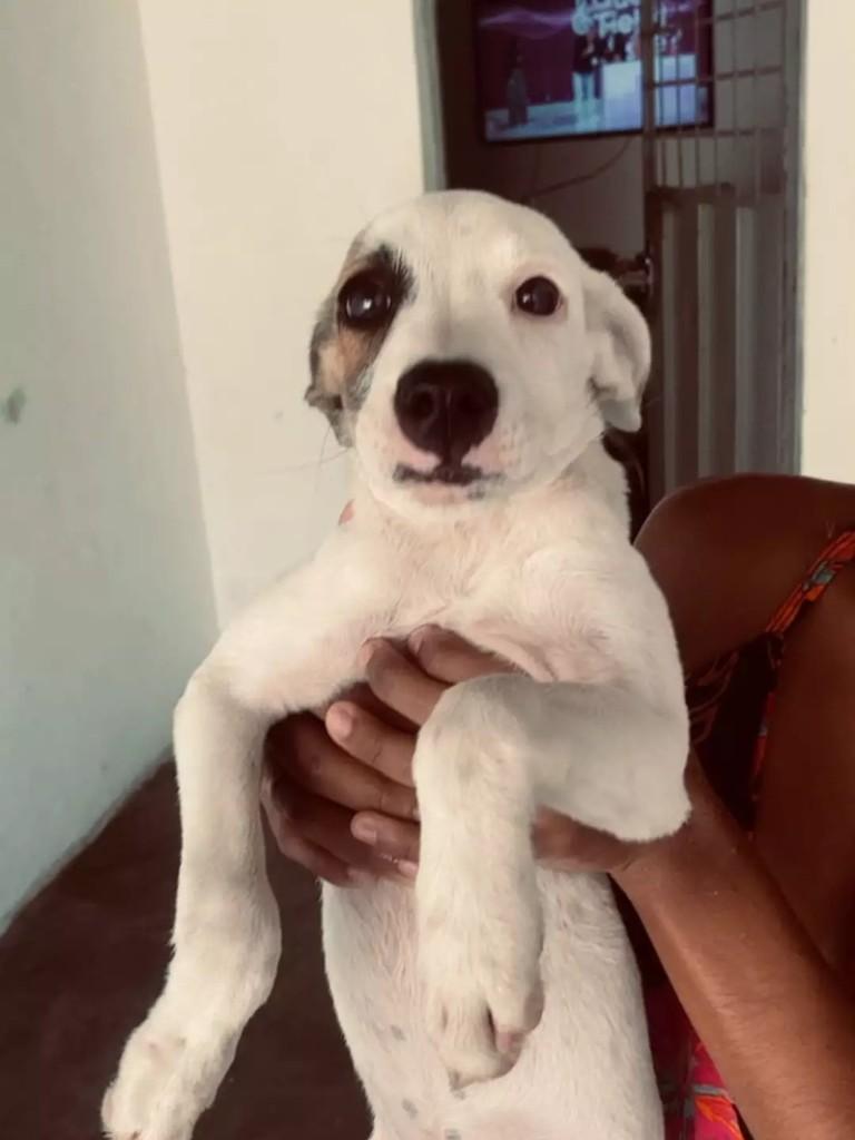 Zaya, cachorro de porte pequeno para adoção em Patos - PB