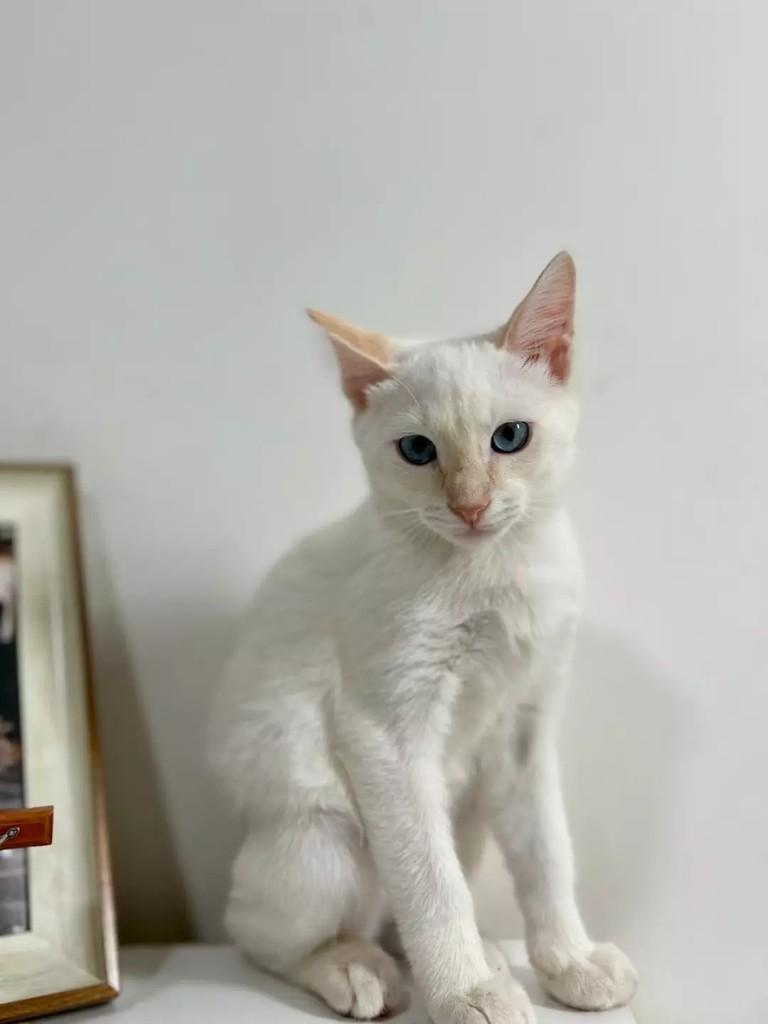 José Trovão, gato de porte pequeno para adoção em Patos - PB