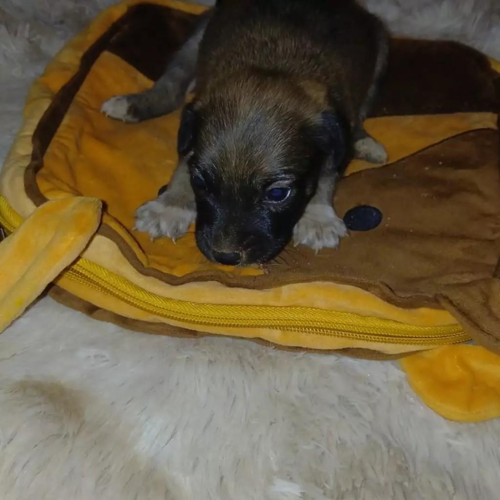 Ninhadinha de Amor, cachorro de porte pequeno para adoção em Patos - PB