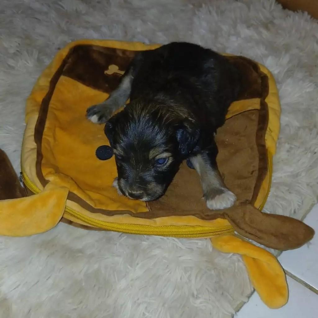 Ninhadinha de Amor, cachorro de porte pequeno para adoção em Patos - PB — foto 2 de 8