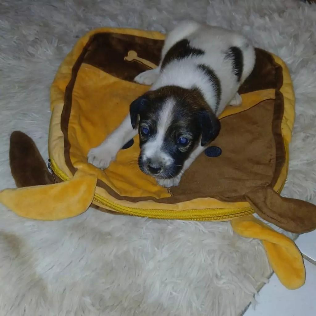 Ninhadinha de Amor, cachorro de porte pequeno para adoção em Patos - PB — foto 3 de 8