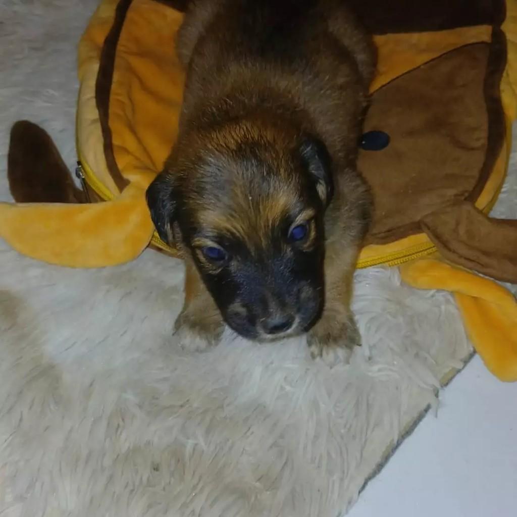 Ninhadinha de Amor, cachorro de porte pequeno para adoção em Patos - PB — foto 4 de 8