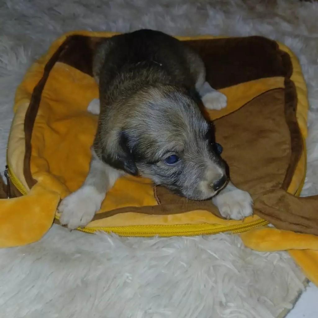 Ninhadinha de Amor, cachorro de porte pequeno para adoção em Patos - PB — foto 5 de 8
