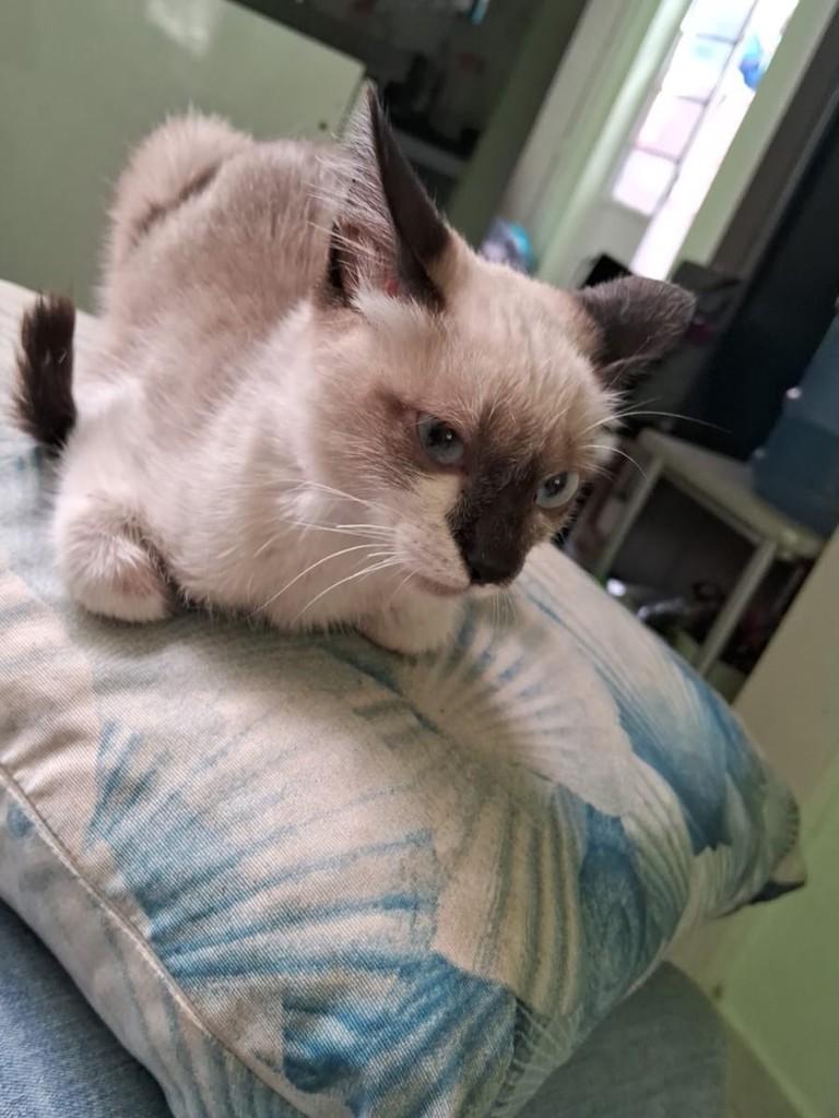 Flor, gata de porte pequeno para adoção em Patos - PB