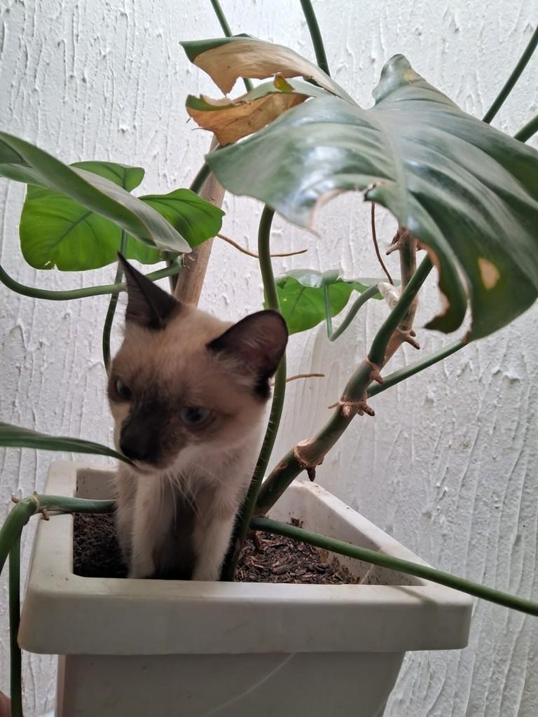 Flor, gata de porte pequeno para adoção em Patos - PB — foto 2 de 2