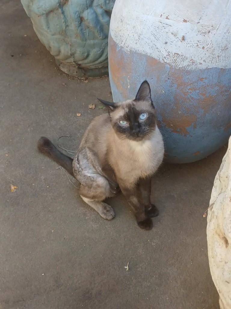 Nanda, gata de porte pequeno para adoção em Patos - PB