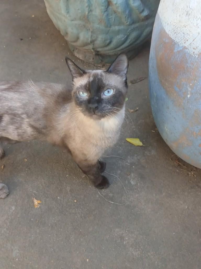 Nanda, gata de porte pequeno para adoção em Patos - PB — foto 2 de 3