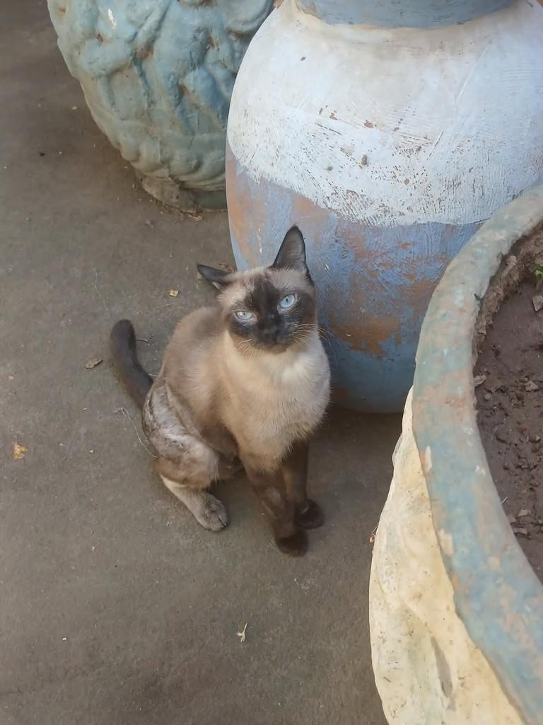Nanda, gata de porte pequeno para adoção em Patos - PB — foto 3 de 3