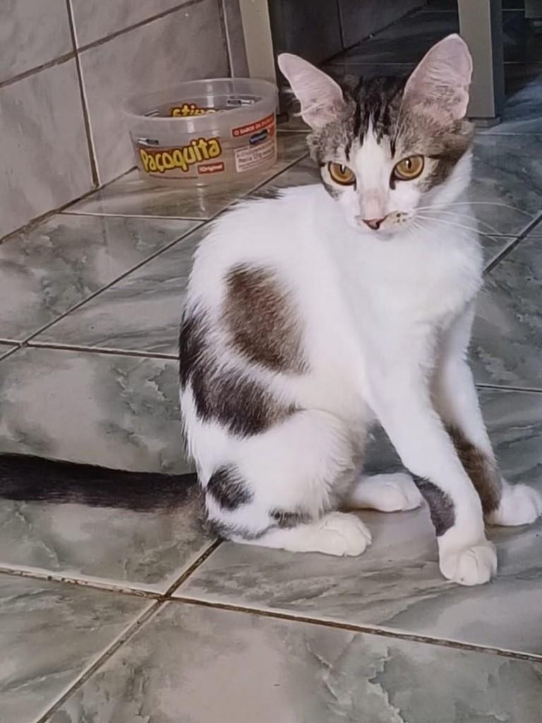 Lua, gata para adoção em Patos - PB