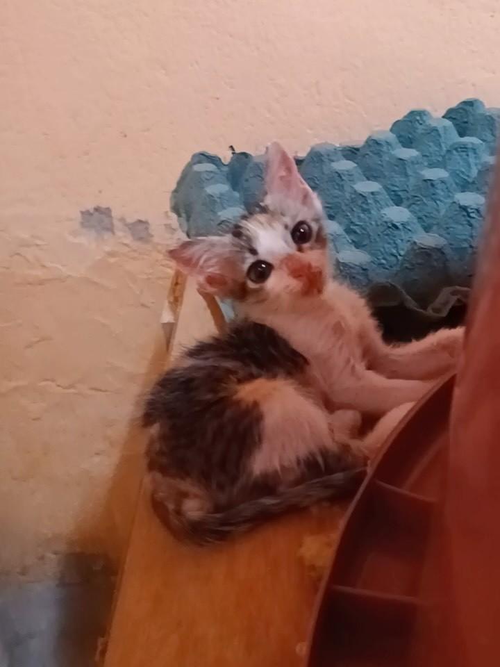 Melina, gata de porte pequeno para adoção em Patos - PB
