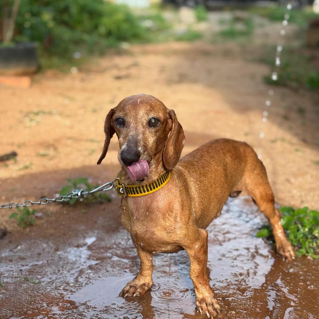 Simba, cachorro de porte pequeno para adoção em Sirinhaém - PE