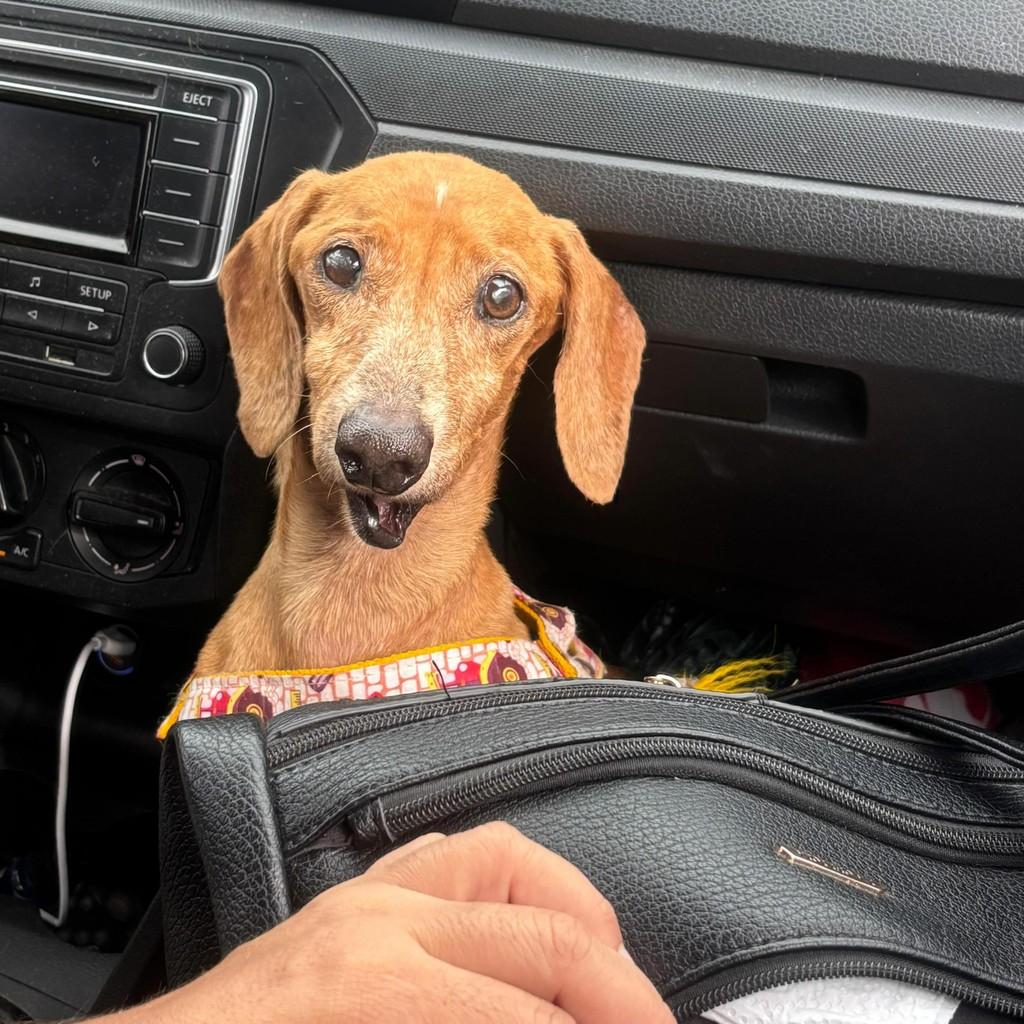 Simba, cachorro de porte pequeno para adoção em Sirinhaém - PE — foto 5 de 6