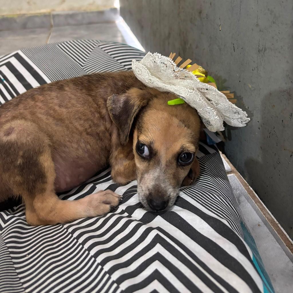 João, cachorro de porte pequeno para adoção em Sirinhaém - PE