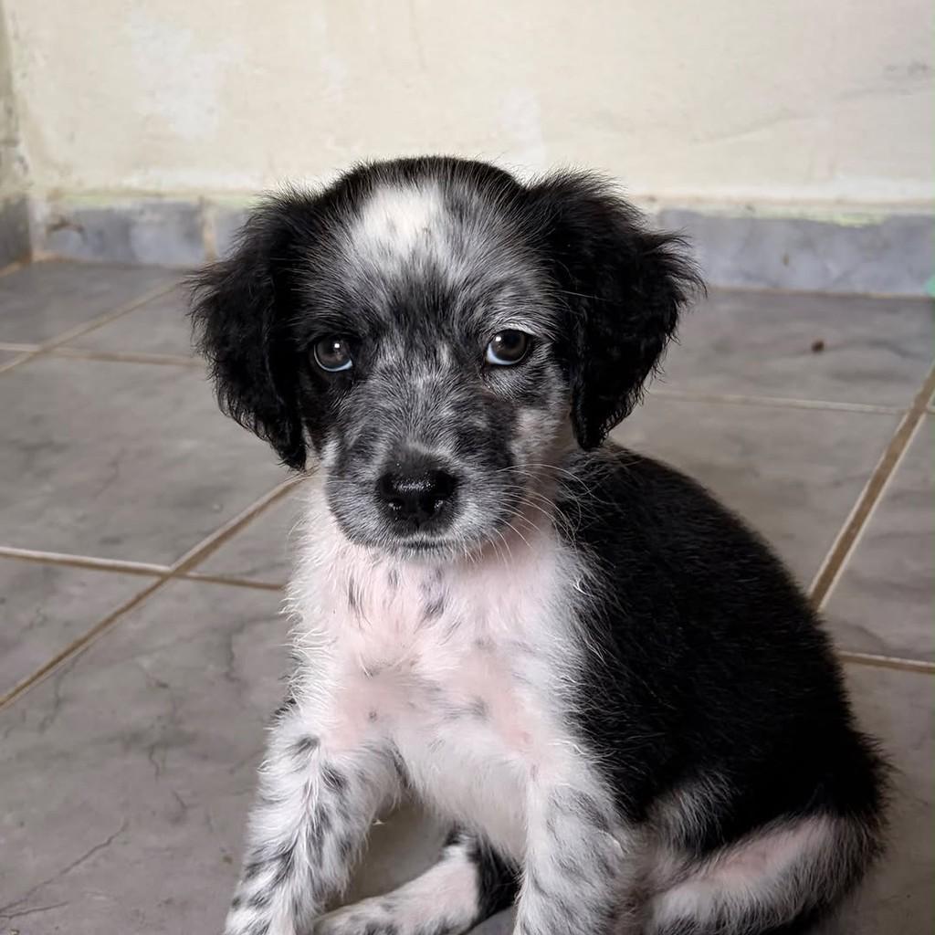 Floquinho, cachorro de porte pequeno para adoção em Sirinhaém - PE