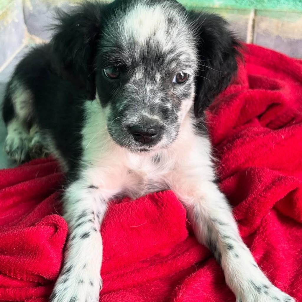 Floquinho, cachorro de porte pequeno para adoção em Sirinhaém - PE — foto 2 de 3