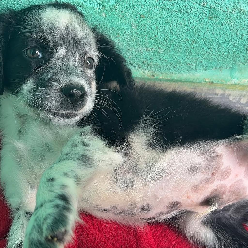 Floquinho, cachorro de porte pequeno para adoção em Sirinhaém - PE — foto 3 de 3