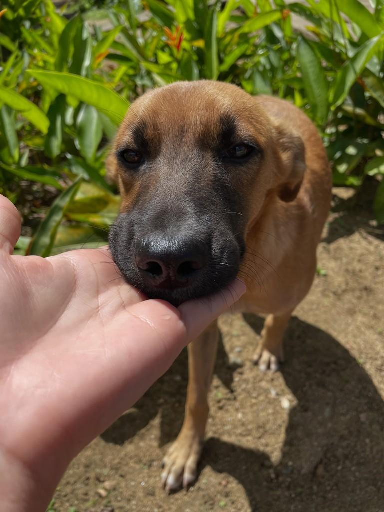 Menininho, cachorro de porte pequeno para adoção em Garanhuns - PE