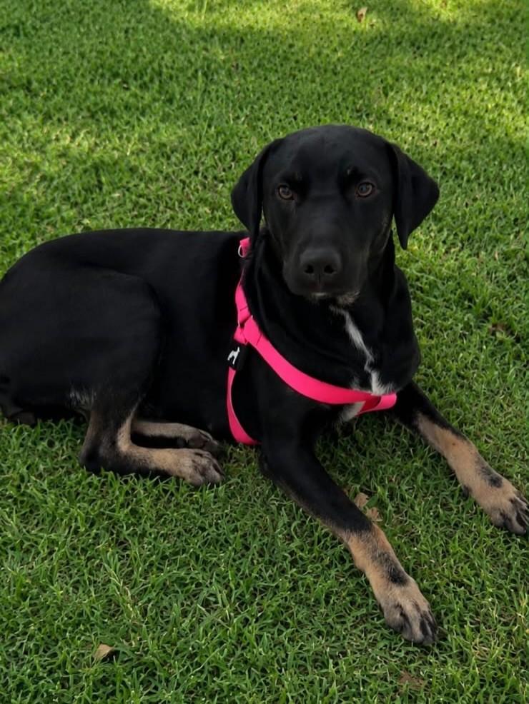 Nina, cachorro de porte médio para adoção em Garanhuns - PE