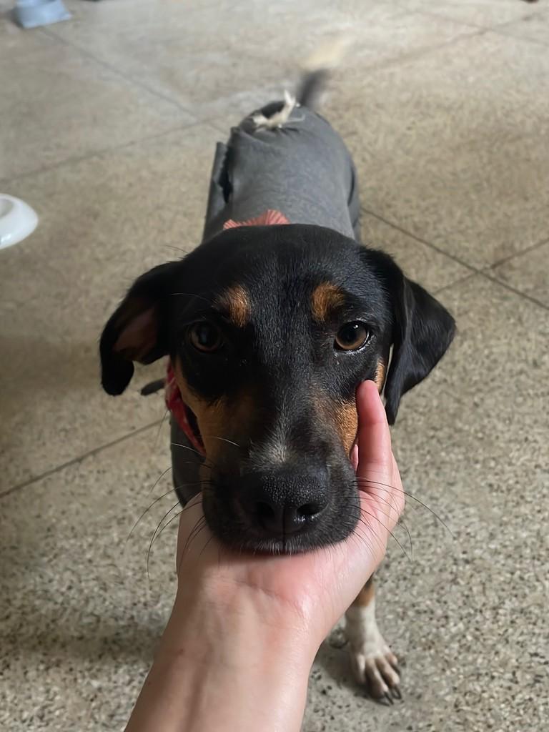 Kitty, cadela de porte médio para adoção em Garanhuns - PE