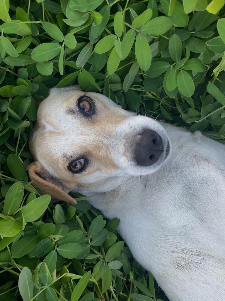 Nick, cachorro de porte médio para adoção em Garanhuns - PE