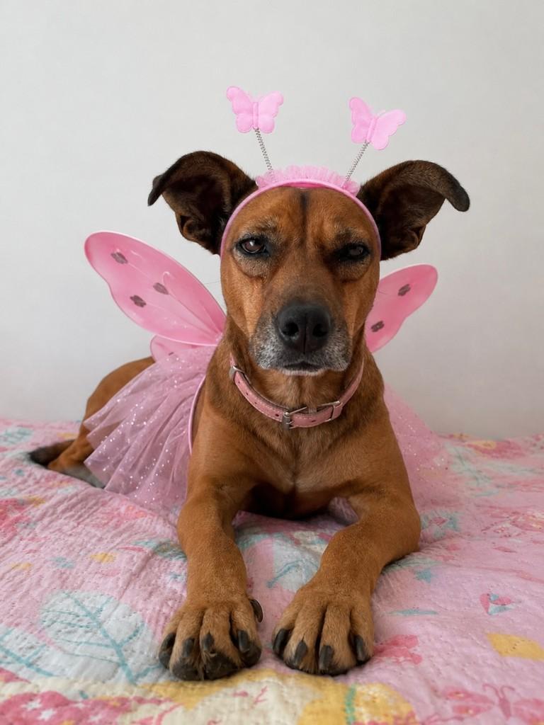 Charlotte, cachorro de porte médio para adoção em Garanhuns - PE