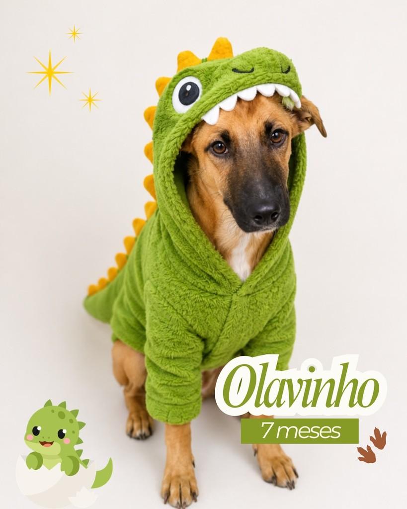 Olavinho, cachorro de porte médio para adoção em Garanhuns - PE