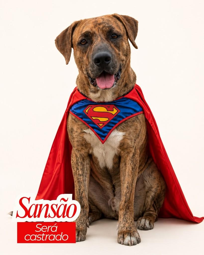 Sansão, cachorro de porte grande para adoção em Garanhuns - PE