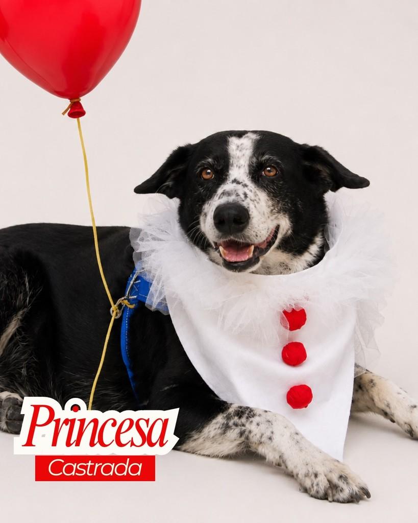 Princesa, cachorro de porte pequeno para adoção em Garanhuns - PE