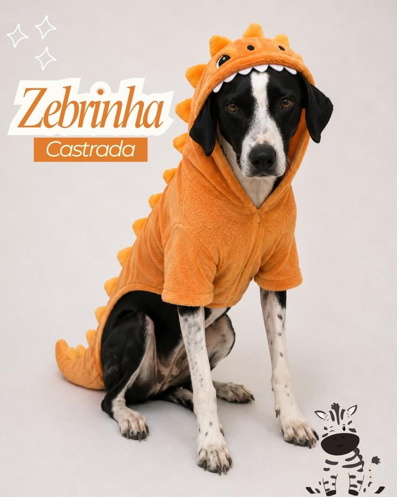 Zebrinha, cachorro de porte médio para adoção em Garanhuns - PE